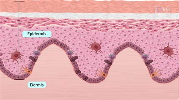 What layer of the epidermis is mitotically active and why?