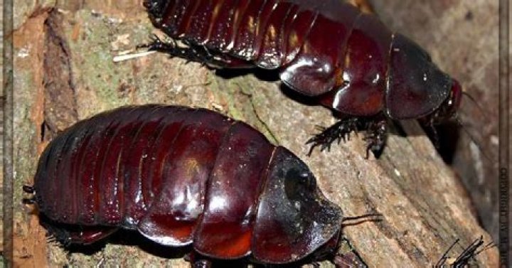 What looks like a giant cockroach?