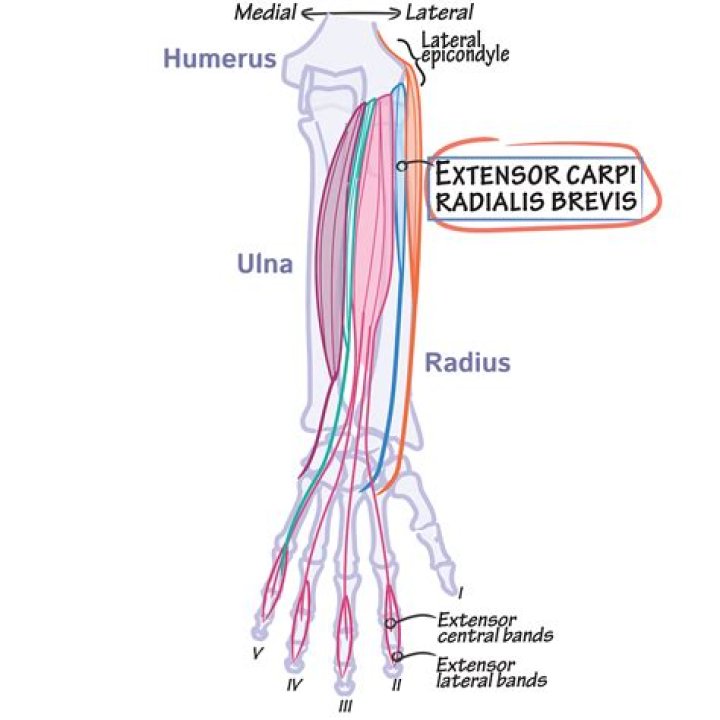 What nerve Innervates extensor carpi Radialis?