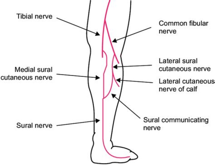 What nerve runs through the calf?
