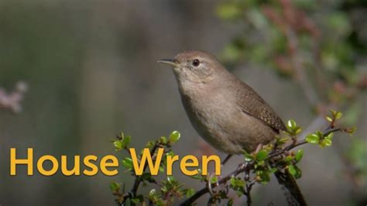 What noise does a House Wren make?