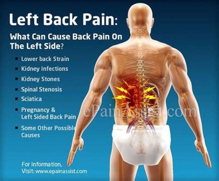 What organ is mid back left side?