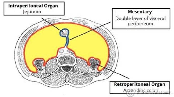 What organs are in the intraperitoneal?