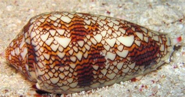 What painkiller is made from cone snail venom?