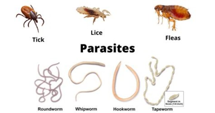 What parasite looks like a flea?