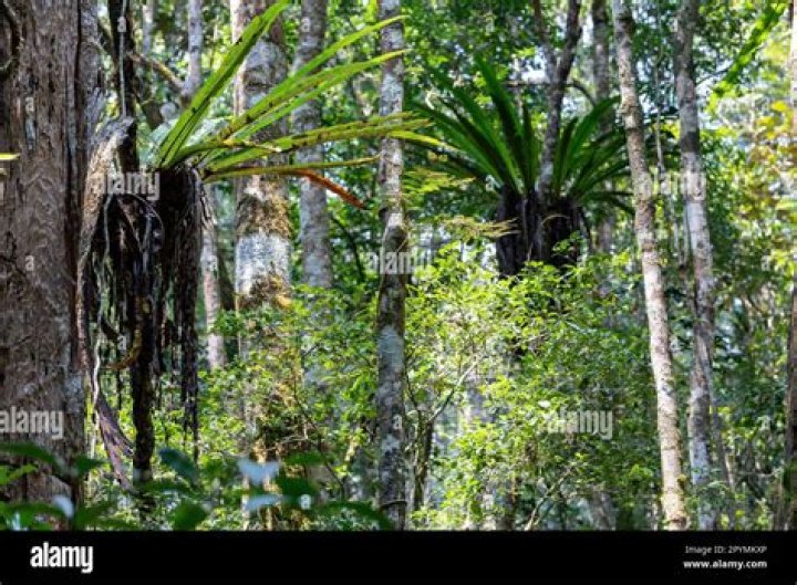 What plant live in Madagascar?