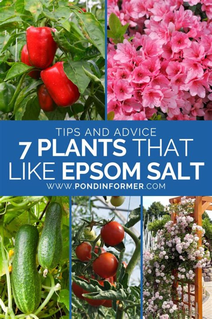 What plants can you put Epsom salt on?