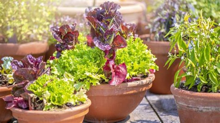 What plants look good in pots all year round?