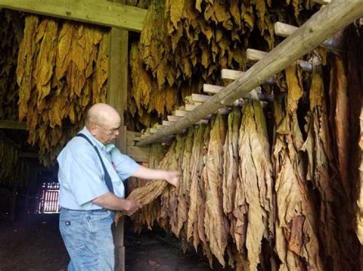 What resources did Jamestown need to grow tobacco?