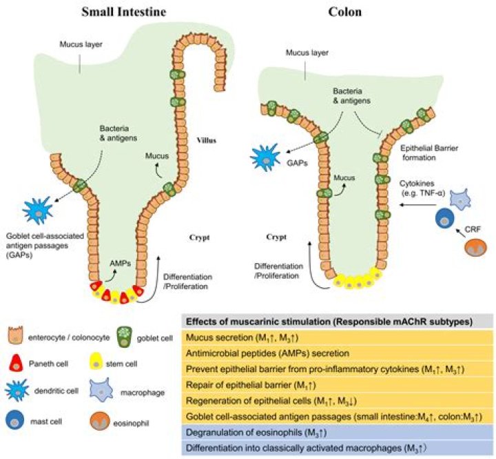 What role does the mc4 receptor play in regulation of hunger?
