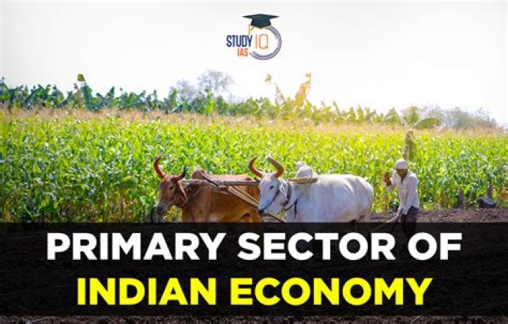 What role does the primary sector play in Indian economy?