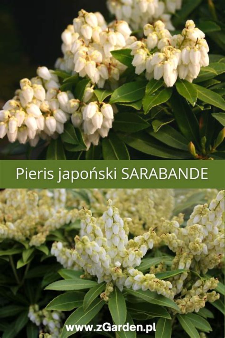 What sarabande means?