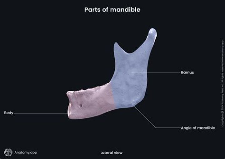 What shape is the mandible bone?