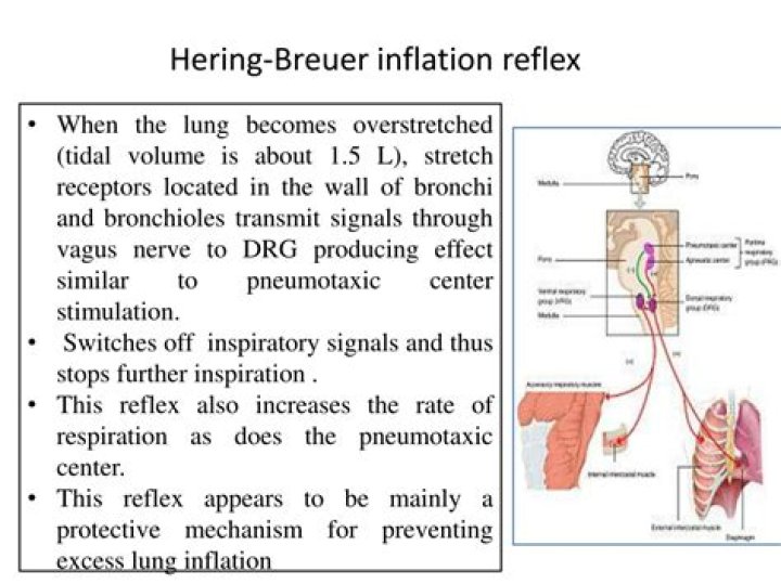 What stimulates the Hering-Breuer inflation reflex?