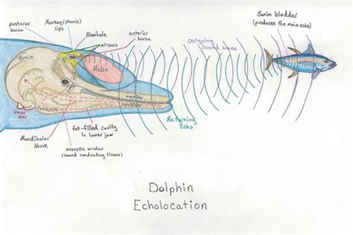 What structure do dolphins use for echolocation?