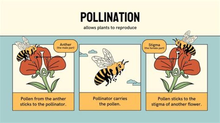 What time do pollinators most active?