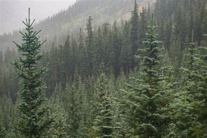 What trees are found in the forest of Pakistan?