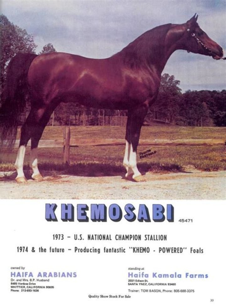 What type of Arabian was Khemosabi?