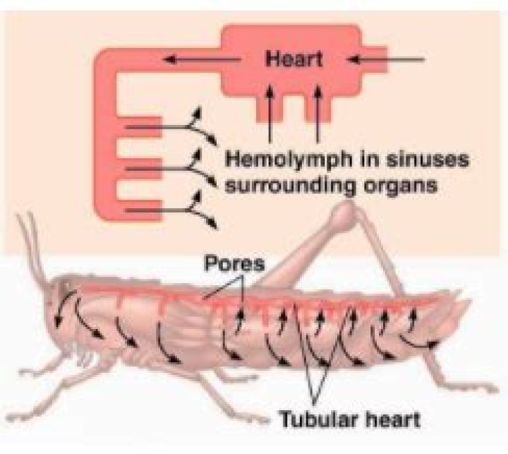 What type of circulatory system is found in mollusks?