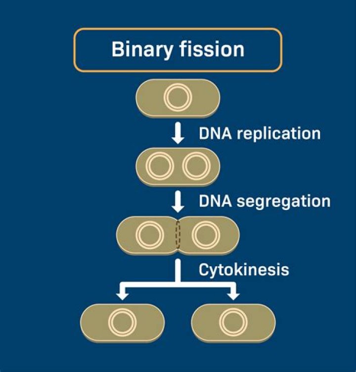 What type of gene transfer is binary fission?