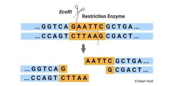 What type of restriction enzyme is BamHI?