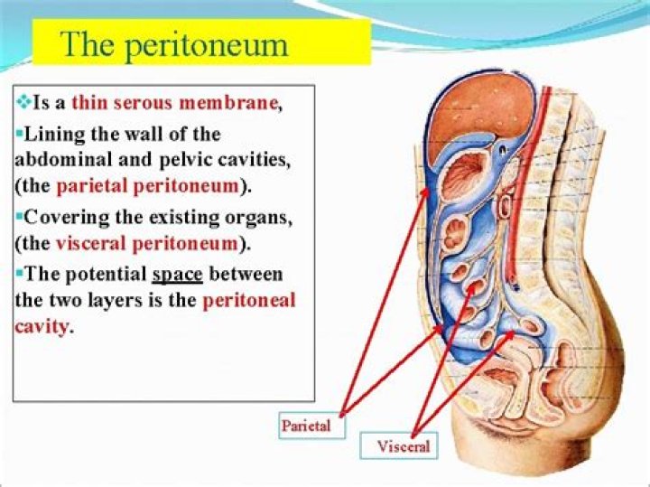 What type of structure is the peritoneum?
