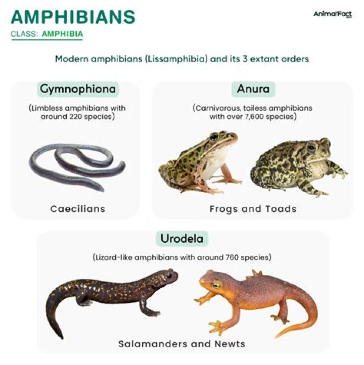What value do amphibians have?