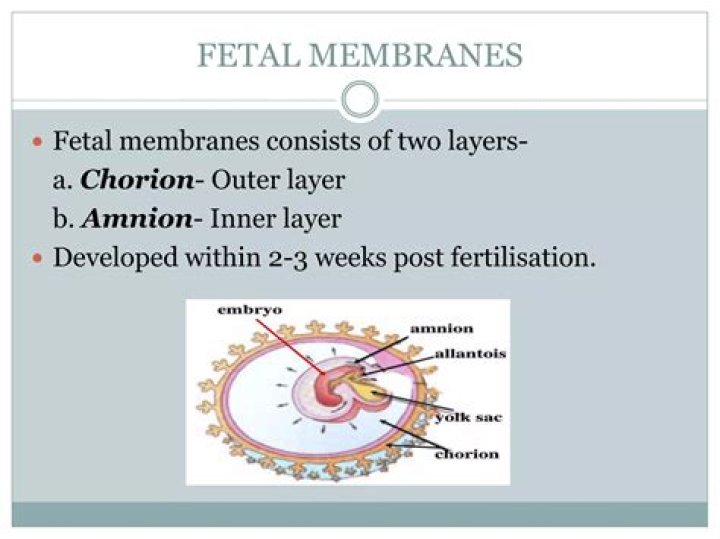 What week does the amnion and chorion fuse?