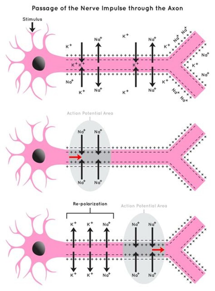When an action potential travels through a myelinated axon?