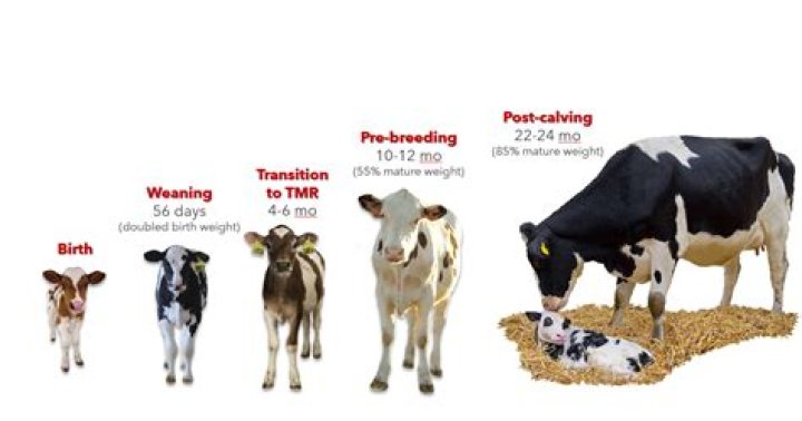 When should I buy a heifer?