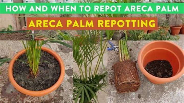 When should you repot an areca palm?