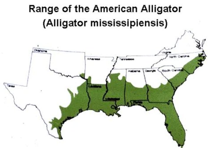 Where are alligators in the food chain?