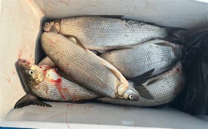 Where are the fish biting in Maryland?