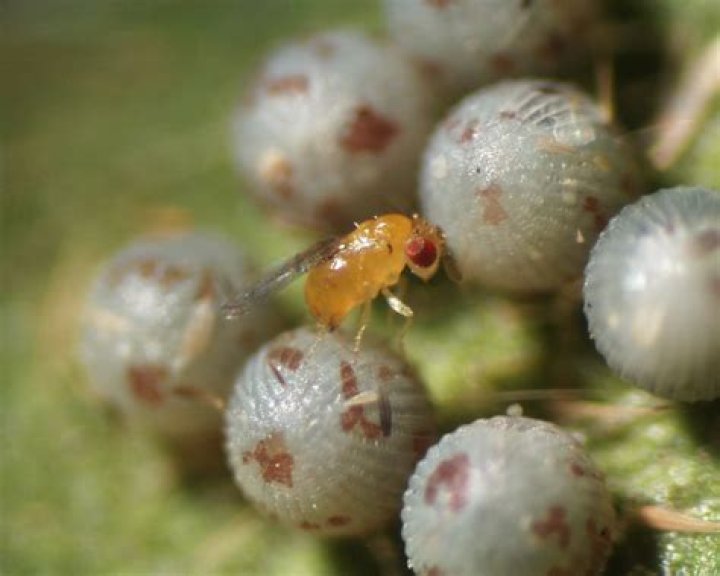 Where are Trichogramma wasps found?