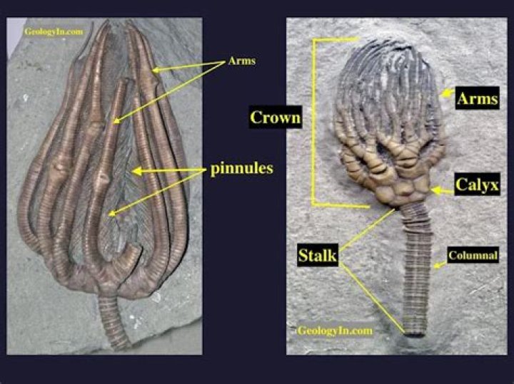 Where can crinoids be found?