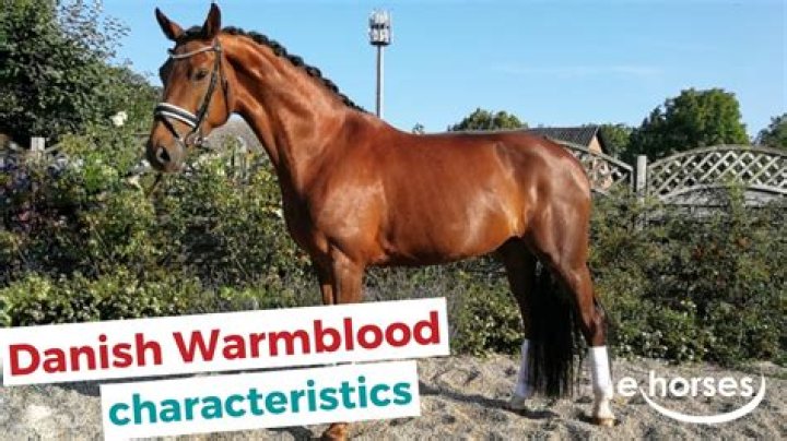 Where can I buy Danish Warmblood SSO?