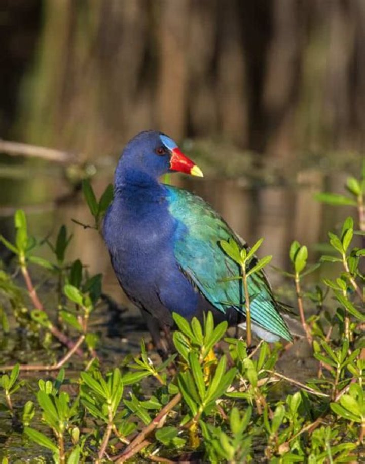 Where can I find purple gallinule?