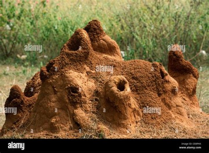 Where can I find termite stock images in HD?