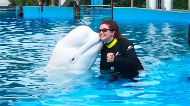 Where can I swim with a beluga whale?