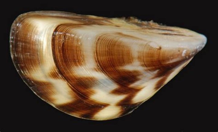 Where did quagga mussels originate?