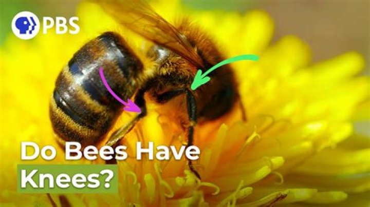 Where did the term bees knees come from?