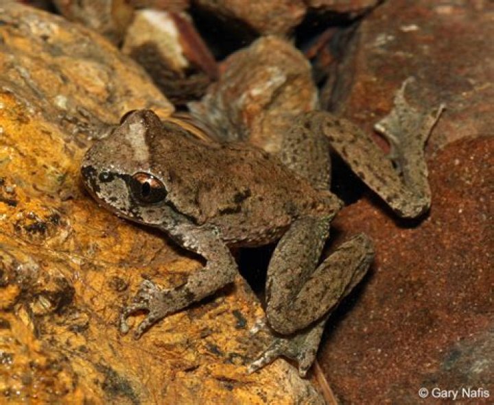 Where do coastal tailed frogs live?