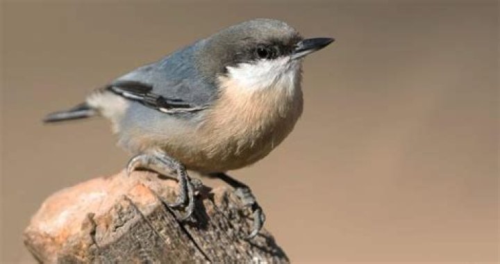 Where do nuthatches breed?