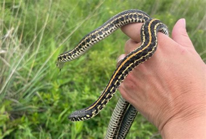 Where do plains garter snakes live?