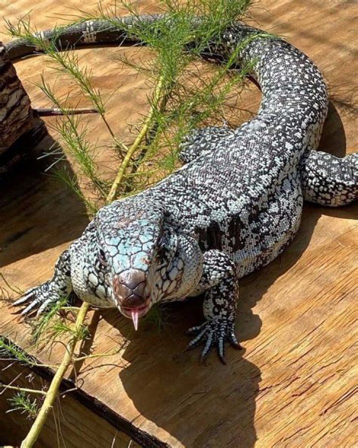 Where do tegus live in the wild?