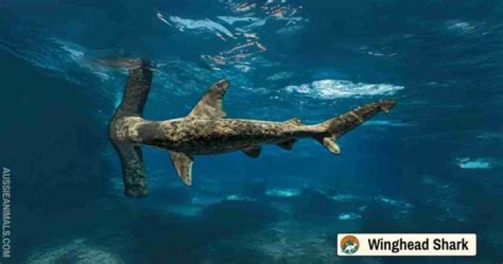 Where do Winghead sharks live?