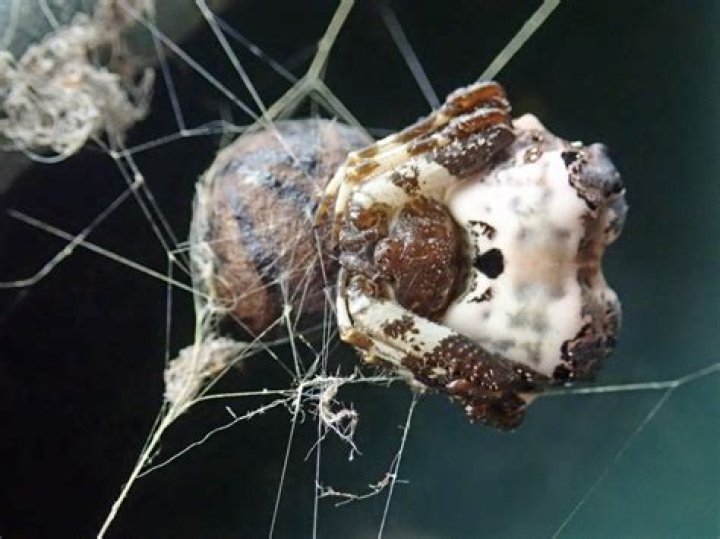 Where does a bird dropping spider live?