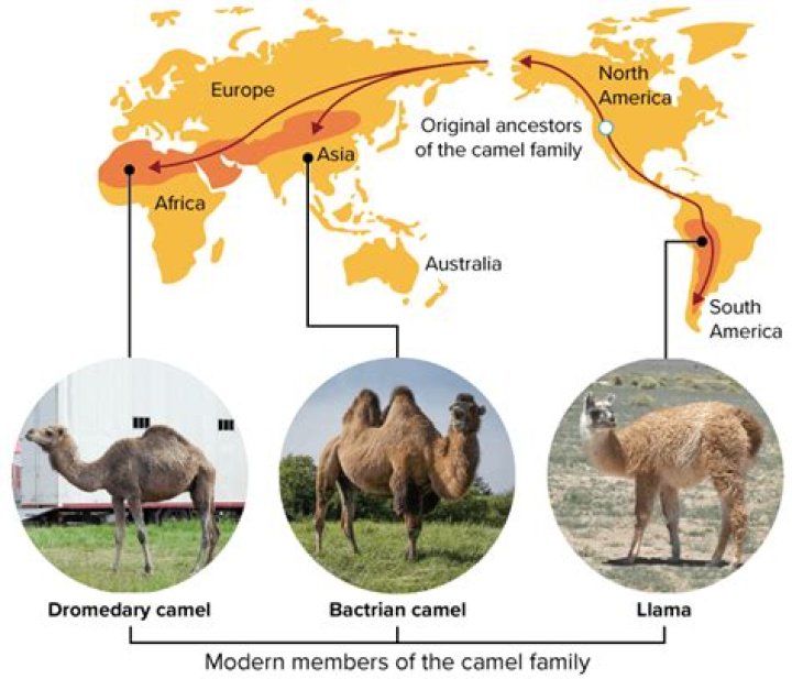 Where does dromedary camel live?