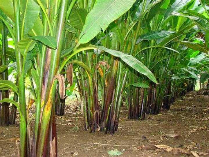 Where does sinamay come from?