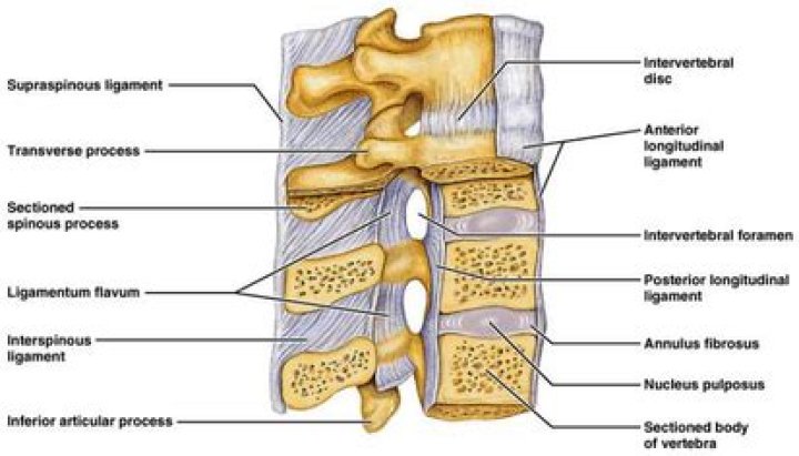 Where does the interspinous ligament attach?